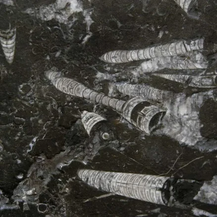 Tiles fossile nero
